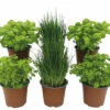 BIO Kräuter Set FloraSelf Bio Basics Kräuter 6 Stk. Ø 12 Cm Topf -Hornbach Gartenmarkt DV 8 10581262 01 4c DE 20220725091756