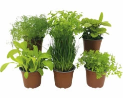 BIO Kräuter Set FloraSelf Bio Salat Kräuter 6 Stk. Ø 12 Cm Topf