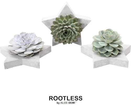 Echeverie Mix Rootless FloraSelf Sternförmige Schale 3 Echeverie Mix Rootless FloraSelf Sternförmige Schale