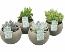 Sukkulenten Mix FloraSelf Ø 14 Cm Topf Versch. Sorten Inkl. Keramik Übertopf