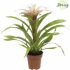 Bromelie, Guzmania FloraSelf Guzmania 'Deseo Magical' H 20-30 Cm Ø 12 Cm Topf Weiß -Hornbach Gartenmarkt DV 8 10588953 01 4c NL 20220814070542