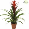 Bromelie, Guzmania FloraSelf Guzmania 'Suerte' H 20-30 Cm Ø 12 Cm Topf Rot