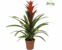 Bromelie, Guzmania FloraSelf Guzmania 'Suerte' H 20-30 Cm Ø 12 Cm Topf Rot