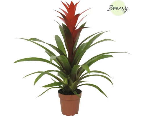 Bromelie, Guzmania FloraSelf Guzmania 'Suerte' H 20-30 Cm Ø 12 Cm Topf Rot 4 Bromelie, Guzmania FloraSelf Guzmania 'Suerte' H 20-30 Cm Ø 12 Cm Topf Rot – Bild 2