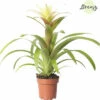 Bromelie, Guzmania FloraSelf Guzmania 'Suerte' H 20-30 Cm Ø 12 Cm Topf Weiß