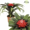 Bromelie, Guzmania FloraSelf Guzmania 'Priscilla' H 20-25 Cm Ø 9 Cm Topf -Hornbach Gartenmarkt DV 8 10588957 01 4c NL 20220817114654