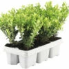 Buchsbaum Kugel FloraSelf Buxus Sempervirens Durchmesser 35-40 Cm Co 12 L 2 Buchsbaum Kugel FloraSelf Buxus Sempervirens Durchmesser 35-40 Cm Co 12 L -Hornbach Gartenmarkt DV 8 10592443 01 4c DE 20230224103436