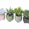 Sukkulenten Mix FloraSelf H Ø 5,5 Cm Keramik Topf Malta -Hornbach Gartenmarkt DV 8 10597371 01 4c NL 20220910214652