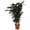 Korbmarante FloraSelf Calathea 'Compactstar' H 80-90 Cm Ø 21 Cm Topf 2 Korbmarante FloraSelf Calathea 'Compactstar' H 80-90 Cm Ø 21 Cm Topf -Hornbach Gartenmarkt DV 8 10598178 01 4c NL 20220920140702