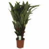 Korbmarante FloraSelf Calathea 'Tropistar' H Ca. 105 Cm Ø 21 Cm Topf -Hornbach Gartenmarkt DV 8 10598882 01 4c NL 20220920141415