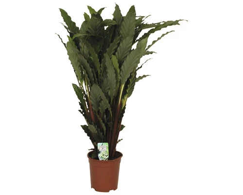 Korbmarante FloraSelf Calathea 'Tropistar' H Ca. 105 Cm Ø 21 Cm Topf 4 Korbmarante FloraSelf Calathea 'Tropistar' H Ca. 105 Cm Ø 21 Cm Topf – Bild 2