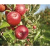 Bio Herbstapfel Terrasse FloraSelf Bio Malus Domestica 'Florina' ® H 60-80 Cm Co 5 L -Hornbach Gartenmarkt DV 8 10603658 01 4c DE 20230203153709