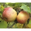 Bio Winterapfel Terrasse FloraSelf Bio Malus Domestica 'Topaz'® H 60-80 Cm Co 5 L -Hornbach Gartenmarkt DV 8 10603660 01 4c DE 20230124051752