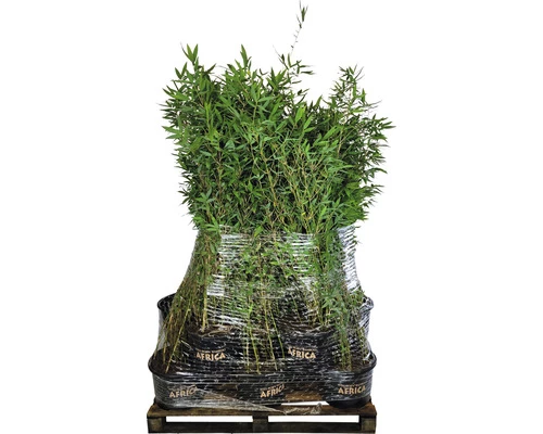 15 X Schwarzer Gartenbambus FloraSelf Fargesia Nitida Black Pearl H 80-100 Cm Co 10 L Für Ca. 10 Lfm Hecke 4 15 X Schwarzer Gartenbambus FloraSelf Fargesia Nitida Black Pearl H 80-100 Cm Co 10 L Für Ca. 10 Lfm Hecke – Bild 2