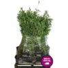 15 X Schwarzer Gartenbambus FloraSelf Fargesia Nitida Black Pearl H 80-100 Cm Co 10 L Für Ca. 10 Lfm Hecke