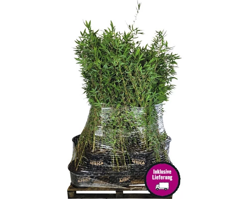 15 X Schwarzer Gartenbambus FloraSelf Fargesia Nitida Black Pearl H 80-100 Cm Co 10 L Für Ca. 10 Lfm Hecke 3 15 X Schwarzer Gartenbambus FloraSelf Fargesia Nitida Black Pearl H 80-100 Cm Co 10 L Für Ca. 10 Lfm Hecke