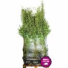 15 X Schwarzer Gartenbambus FloraSelf Fargesia Nitida Black Pearl H 100-125 Cm Co 20 L Für Ca. 10 Lfm Hecke -Hornbach Gartenmarkt DV 8 10604840 01 4c DE 20221115074750