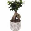 Chinesische Feige FloraSelf Ficus Microcarpa Ginseng H 30-35 Cm Ø 15 Cm Topf Inkl. Keramik Übertopf Deep Forest -Hornbach Gartenmarkt DV 8 10612159 01 4c NL 20221123051700