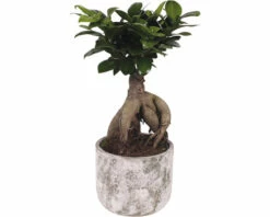 Chinesische Feige FloraSelf Ficus Microcarpa Ginseng H 30-35 Cm Ø 15 Cm Topf Inkl. Keramik Übertopf Deep Forest