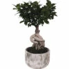Chinesische Feige FloraSelf Ficus Microcarpa Ginseng H 30-40 Cm Ø 18 Cm Topf Inkl. Keramik Übertopf Deep Forest -Hornbach Gartenmarkt DV 8 10612160 01 4c NL 20221123043834