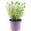 Schopflavendel FloraSelf Lavandula Stoechas 'Anouk' H 20-25 Cm Ø 15 Cm Topf Weiß 1 Schopflavendel FloraSelf Lavandula Stoechas 'Anouk' H 20-25 Cm Ø 15 Cm Topf Weiß -Hornbach Gartenmarkt DV 8 10615309 01 4c CH 20230225214656