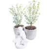 Mostgummi-Eukalyptus FloraSelf Eucalyptus Gunnii 'Azura' H Ca. 50 Cm Co 3 L -Hornbach Gartenmarkt DV 8 10615313 01 4c CH 20230225214656