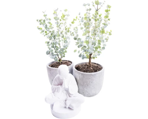 Mostgummi-Eukalyptus FloraSelf Eucalyptus Gunnii 'Azura' H Ca. 50 Cm Co 3 L 3 Mostgummi-Eukalyptus FloraSelf Eucalyptus Gunnii 'Azura' H Ca. 50 Cm Co 3 L