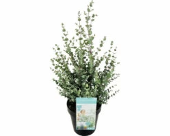 Mostgummi-Eukalyptus FloraSelf Eucalyptus Gunnii 'Azura' H Ca. 50 Cm Co 3 L 7 Mostgummi-Eukalyptus FloraSelf Eucalyptus Gunnii 'Azura' H Ca. 50 Cm Co 3 L -Hornbach Gartenmarkt DV 8 10615313 03 4c CH 20230225214656
