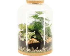 Flaschengarten FloraSelf Komplettset-Iris