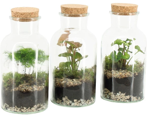 Flaschengarten FloraSelf Komplettset-Marion 3 Flaschengarten FloraSelf Komplettset-Marion
