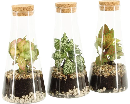 Flaschengarten FloraSelf Komplettset-Chantal 3 Flaschengarten FloraSelf Komplettset-Chantal