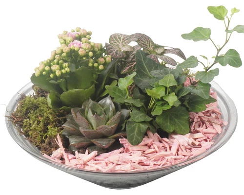 Zimmerpflanzen Arrangement Rosa FloraSelf Ø 30 Cm Glasschale 3 Zimmerpflanzen Arrangement Rosa FloraSelf Ø 30 Cm Glasschale