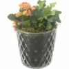 Zimmerpflanzen Arrangement Orange FloraSelf Ø 12 Cm Glas Diamond 1 Zimmerpflanzen Arrangement Orange FloraSelf Ø 12 Cm Glas Diamond -Hornbach Gartenmarkt DV 8 10620825 01 4c NL 20221214102117