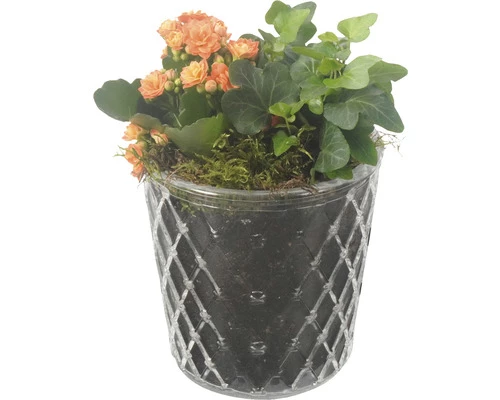 Zimmerpflanzen Arrangement Orange FloraSelf Ø 12 Cm Glas Diamond 3 Zimmerpflanzen Arrangement Orange FloraSelf Ø 12 Cm Glas Diamond