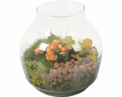 Zimmerpflanzen Arrangement Orange FloraSelf Ø 18 Cm Glasvase Edge 100% Recyceltes Glas