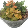 Zimmerpflanzen Arrangement Orange FloraSelf Ø 19 Cm Glasschale -Hornbach Gartenmarkt DV 8 10620828 01 4c NL 20221214110254
