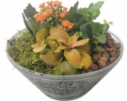 Zimmerpflanzen Arrangement Orange FloraSelf Ø 19 Cm Glasschale