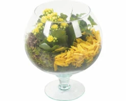 Zimmerpflanzen Arrangement Gelb FloraSelf Ø 17 Cm Glasvase Cognac