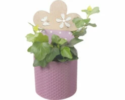 Efeu FloraSelf Ø 7 Cm Inkl. Keramik Übertopf Rosa