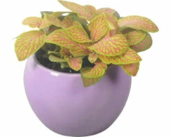 Mosaikpflanze FloraSelf Ø 8 Cm Topf Inkl. Keramik Übertopf Lila