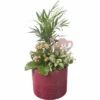 Zimmerpflanzen Arrangement FloraSelf Ø 14 Cm Keramik Übertopf Bordeaux 3 Pflanzen -Hornbach Gartenmarkt DV 8 10620840 01 4c NL 20221214103912