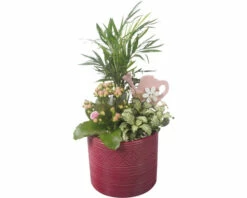 Zimmerpflanzen Arrangement FloraSelf Ø 14 Cm Keramik Übertopf Bordeaux 3 Pflanzen