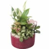 Zimmerpflanzen Arrangement FloraSelf Ø 18 Cm Keramikschale Muster Bordeaux 4 Pflanzen -Hornbach Gartenmarkt DV 8 10620841 01 4c NL 20221214110042