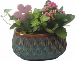 Zimmerpflanzen Arrangement FloraSelf Ø 17 Cm Keramikschale Muster Blau 2 Pflanzen