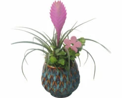 Zimmerpflanzen Arrangement FloraSelf Ø 14 Cm Keramik Übertopf Muster Blau 2 Pflanzen