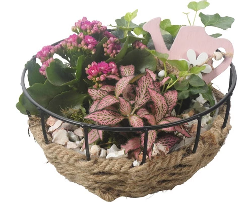 Zimmerpflanzen Arrangement FloraSelf Ø 20 Cm Metallschale Mit Seil 3 Pflanzen 3 Zimmerpflanzen Arrangement FloraSelf Ø 20 Cm Metallschale Mit Seil 3 Pflanzen