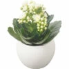 Kalanchoe FloraSelf Ø 8 Cm Topf Inkl. Keramik Übertopf Weiß