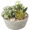 Zimmerpflanzen Arrangement FloraSelf Ø 17 Cm Betonschale Rugged -Hornbach Gartenmarkt DV 8 10620851 01 4c NL 20221214105943