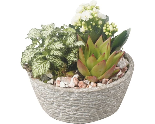 Zimmerpflanzen Arrangement FloraSelf Ø 17 Cm Betonschale Rugged 3 Zimmerpflanzen Arrangement FloraSelf Ø 17 Cm Betonschale Rugged
