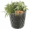 Zimmerpflanzen Arrangement Nature FloraSelf Ø 12 Cm Glas Diamond -Hornbach Gartenmarkt DV 8 10620857 01 4c NL 20221214101655